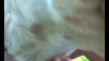 Alluring beast licking a dripping bestiality-loving cunt