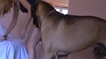 Massive, ripped Rottweiler shoots his jizz deep into my wife's cunt