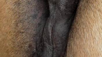Mature cunt being pounded deep and rough in close-up