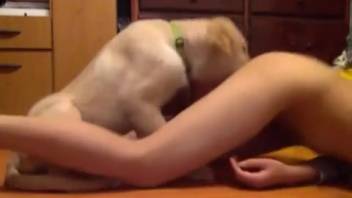 Long-legged vixen tongued by a sultry beast in a steamy clip