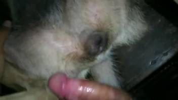 Guy employing his erect penis to satisfy a perverted beast