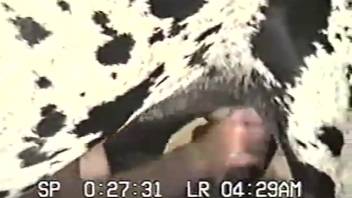 The Dalmatian is on the verge of getting the ultimate handjob experience