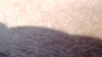 Guy's pulsating cock stretches open a female horse's snug slit