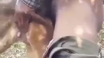 Guy thrusts his amazing dick into a canine's narrow opening