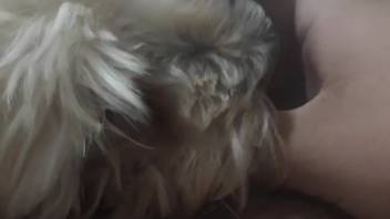Chubby man offering his erect cock to a lustful beast