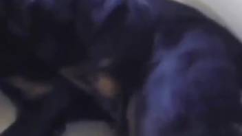 Chubby guy eagerly gulps down a canine's cock