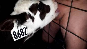 Seductive bovine #8682 tests her mouth talents