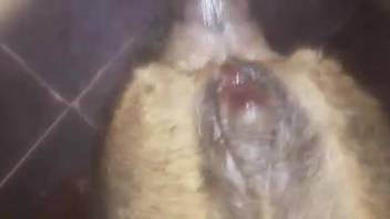 Man with a throbbing erection penetrating a canine's narrow opening