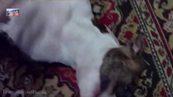Sexy Russian brunette at last savors canine cock