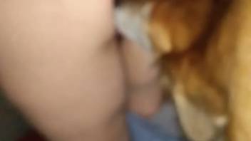 Sexy animal banging a bestiality enthusiast's steamy cunt