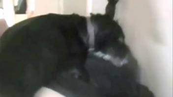 Dark-haired woman dressed in black being controlled by a pup