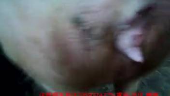 Farmer's taboo encounter with a white swine in the deserted barn