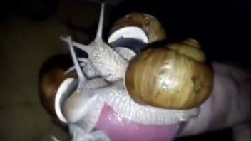 Guy jerks off while snails crawl across his cock