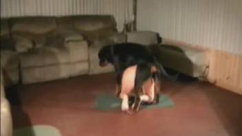 Aggressive doggy-style intercourse with an alluring married woman