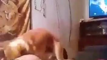 Slender vixen being roughly pounded by a hound