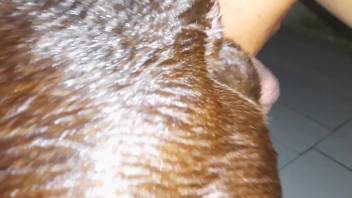 Brunette pup relishing the ultimate jerking off experience