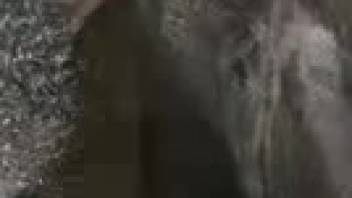 Aroused guy aggressively bangs a cow in mischievous homemade webcam footage