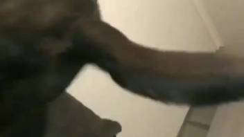 Sexy blonde chick with a smokin' hot figure gets drilled by a mongrel