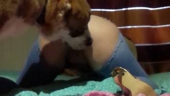 Sexy babe with torn jeans prepares to bang canines roughly