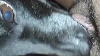 Animal-obsessed vagina receives thorough licking from a canine