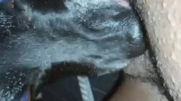 Ebony hound delving into every crease of that soaked slit