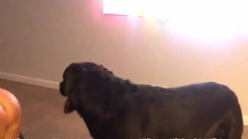 DIY bestiality video with a dog for a curvy woman in heat