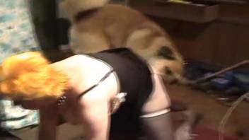 Plump elderly woman being anally penetrated by a canine